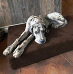 Big Barker Orthopedic Dog Bed, Extra Large, 52in L x 36in W x 7in Th - MicroSuede Cover