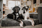 Big Barker Orthopedic Dog Bed, Extra Large, 52in L x 36in W x 7in Th - MicroSuede Cover
